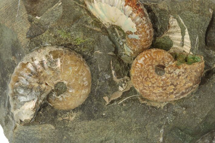 Fossil Ammonites (Jeletzkytes & Discoscaphites) - South Dakota #189344
